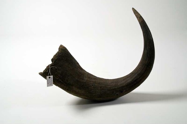 Buffalo horn as a serving vessel