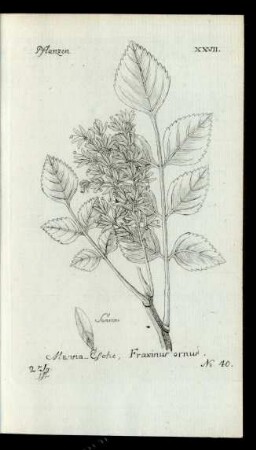 No 40. Manna-Esche. Fraxinus ornus.
