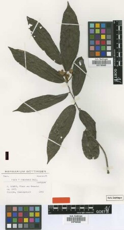 Unona dielsiana Engl. [isotype]