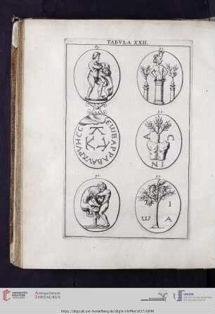 Capvt XII: Tabvla XXII.