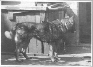 Stehender Schäferhund