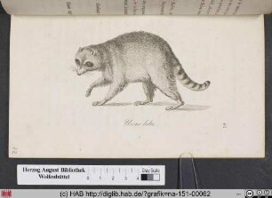 Ursus Lotor / Der Waschbär, Rackun, Sjup Coati.