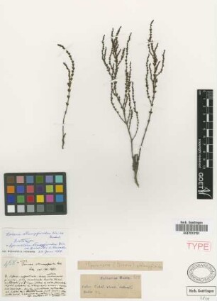 Spermacoce strumpfioides (C.Wright ex Griseb.) C.Wright
