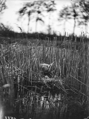 Rohrdommel : Rohrdommel (Botaurus stellaris Linnaeus) hinter dem Nest mit Gelege.