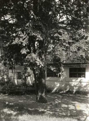 Oberlausitz. Elstra. Eibe auf Friedhof