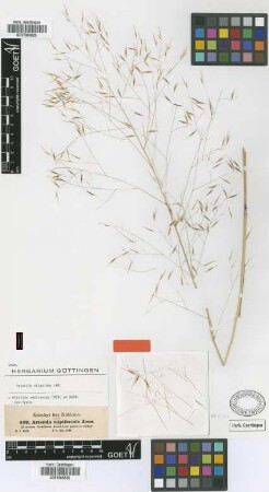 Aristida amplissima Trin. & Rupr. [isotype]