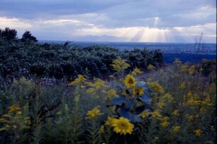 Merdingen: Sonnenblumen vor Abendhimmel