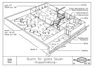 Bucht für güste Sauen -Gruppenhaltung-