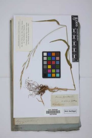 Bromus giganteus L.