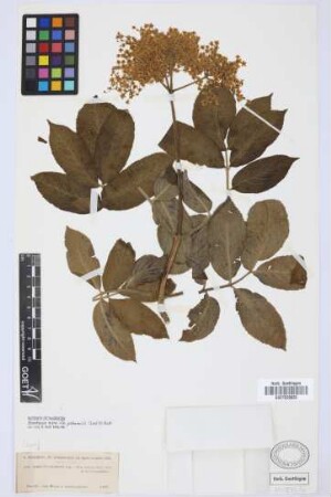 Sambucus palmensis Link