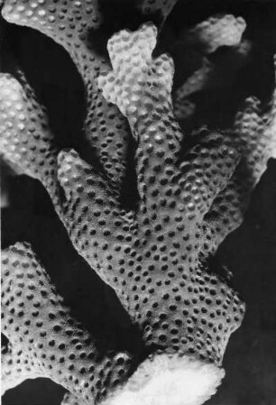 Madrepora corymbosa, Steinkoralle, Hexacoralla, Rotes Meer