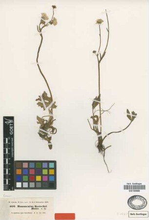 Ranunculus kotschyi Boiss. [isotype]