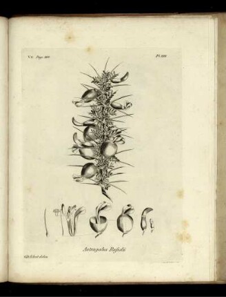 V.II. Page 260. Pl. XIII. Astragalus Rufselü.