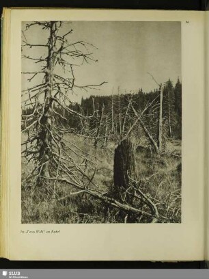 56 Im „Toten Wald“ am Rachel