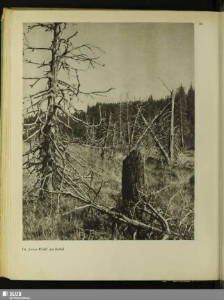 56 Im „Toten Wald“ am Rachel