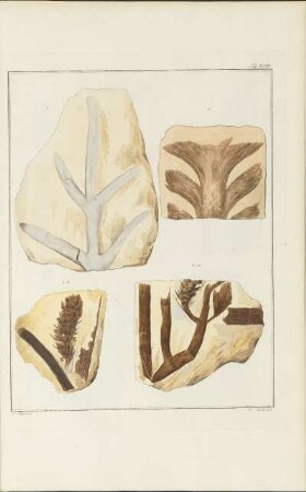 Tab. XLVIII.