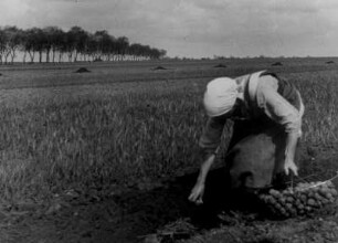 Auf einem Feld in der Lüneburger Heide. Eine Bäuern legt Kartoffeln-eine schwere Handarbeit zu dieser Zeit. Aufgenommen 1933