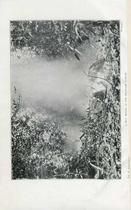 A hot spring in the Selangor jungle