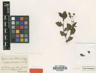 Polygonum repens Wall. var. Meisn. pingue[syntype]