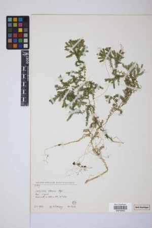 Selaginella silvestris Aspl.