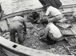 Aussortieren der Fische nach gutem Fang, Séte, Cote d'Azur