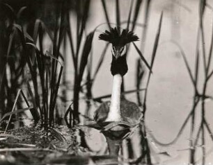 Europa. Haubentaucher (Podiceps cristatus)