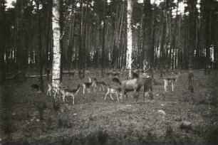 Moritzburger Teichgebiet. Wildfütterung. Rotwild und Damwild