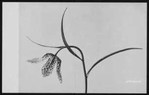 Mappe Karl Blossfeldt: Pflanzenformen II. Edition Griffelkunst : Karl Blossfeldt: Pflanzenformen. Edition Griffelkunst. Mappe aus grauem Karton mit dunkelblauem Rücken, darin sieben Handvergrößerungen auf Silbergelatinepapier vom Originalnegativ aus dem Nachlass in der Deutschen Fotothek, 8-seitiges Begleitheft mit einem Text von Jens Bove. Einmalige Auflage für die Griffelkunst Hamburg, 2016, H 31,7 x B 26,3 x D 2,5 cm. Dresden: SLUB/DF 2024.D.2
