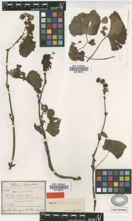 Begonia coriacea Ait.