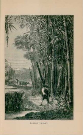 Bamboo thicket