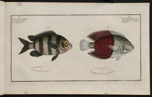 CCVIr, Fig. 1.: Chaetodon Bicolor. Fig. 2.: Chaetodon Saxatilis