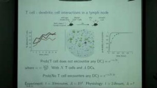 Random distributions and random migration in homeostasis and immune responses