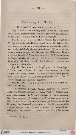 Zwanzigste Tafel [Anatomie des Herzens]