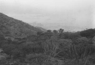 Euphorbienlandschaft : Savannenlandschaft mit Kakteen
