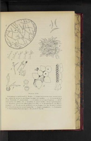 Planche LVII.