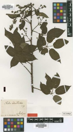 Rubus adenotrichos Schltdl. [type]
