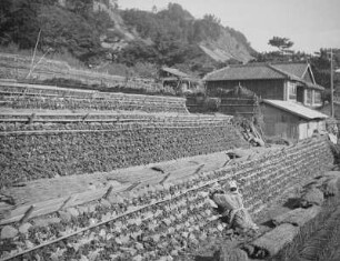 Erdbeeranbau am Kunō-zan : Erdbeeranbau am Kunō-zan. Terrassen mit Blick zu einem Gehöft
