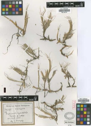 Distichlis thalassica (Kunth) E.Desv. var. Griseb. pectinata[type]