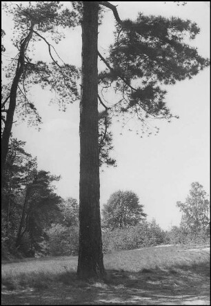 Marienwerder, Am Glockenberg
