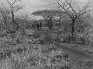 Steppenweg : Ein Weg in der Steppe nahe Taveta mit zahlreichen trockenen Bäumen und Pflanzen