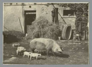 Elbisbach. Sau mit Frischlingen im Hof eines Gehöftes
