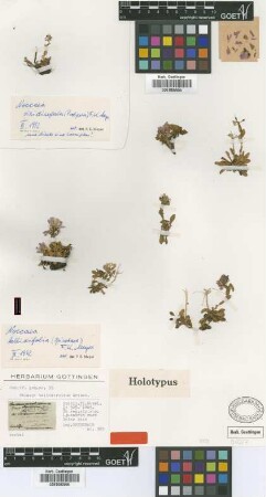 Noccaea bellidifolia (Griseb.) F.K.Meyer [holotype]