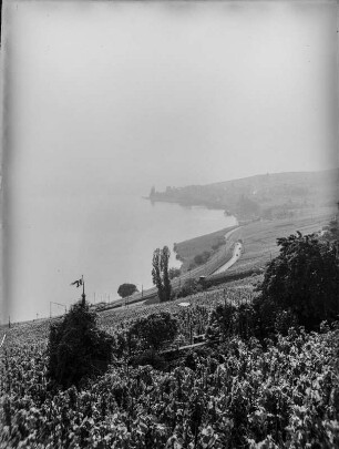 Bucht von Cully : Blick über Weinhänge zur Bucht von Cully