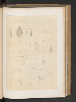 Nordsee-Expedition 1872. Zoologie, Taf. VI.
