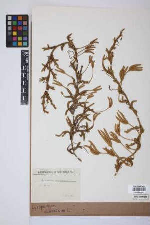 Lycopodium clavatum clavatum L.