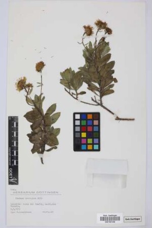 Vieraea laevigata (Willd.) Webb ex Sch.Bip.