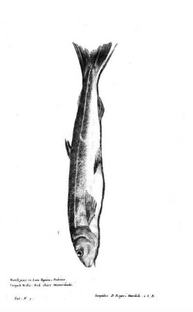 Tab N7