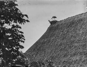 Weißstorch : Weißstorch (Ciconia ciconia Linnaeus) putzt sich auf dem Nest.