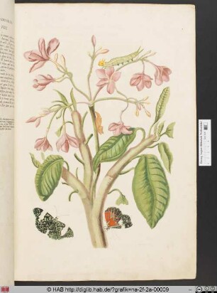 [Metamorphose eines Schmetterlings auf einem indianischen Jasminbaum]