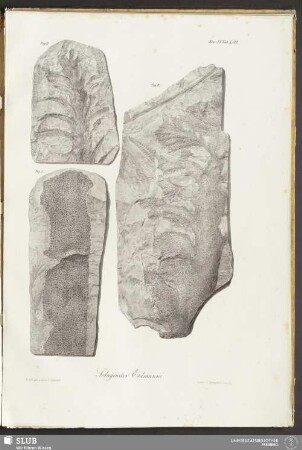 Fasc. VI. Tab. XXVI. Selaginites Erdmanni